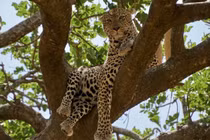 Nơi duy nhất trên Trái Đất con người và báo chung sống hòa thuận