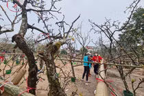 Sau Tết, hoa lê vùng cao xuống phố Hà Nội... hét giá 7 triệu/cành