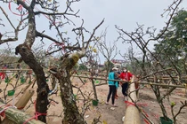 Sau Tết, hoa lê vùng cao xuống phố Hà Nội... hét giá 7 triệu/cành