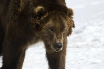 Vì sao gấu không thể ngủ đông, lang thang khắp Siberia ?