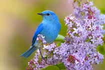 Ai sinh ngày Âm lịch này từng bước thăng tiến, quý nhân chống lưng