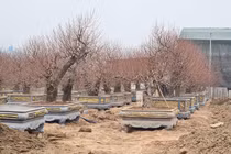 Mới chớm ra nụ, đào Nhật Tân “khủng” lên chậu hét giá 40 triệu đồng/cây 