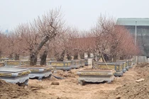 Mới chớm ra nụ, đào Nhật Tân “khủng” lên chậu hét giá 40 triệu đồng/cây 