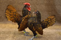 Gà vảy cá ở Việt Nam bán giá chục triệu có gì đặc biệt?