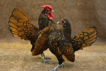 Gà vảy cá ở Việt Nam bán giá chục triệu có gì đặc biệt?