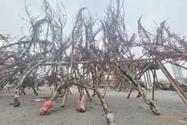 Thấy đào vùng cao xuống Hà Nội không “dán tem“... khách ngần ngại 