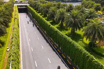 “Sốt xình xịch” với bức tường xanh mướt giữa lòng Hà Nội