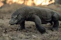 10 loài động vật nguy hiểm nhất đối với con người