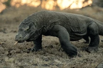 10 loài động vật nguy hiểm nhất đối với con người