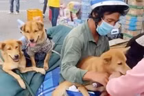 Yêu cầu báo cáo vụ tiêu hủy đàn chó của cặp vợ chồng về Cà Mau tránh dịch