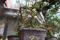 Mai trắng “tí hon” giá cả triệu đồng/gốc chơi Tết cổ truyền