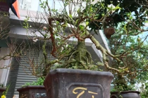 Mai trắng “tí hon” giá cả triệu đồng/gốc chơi Tết cổ truyền