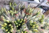 Loại hoa ly siêu đắt đỏ, chị em Hà thành ráo riết săn lùng