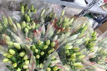 Loại hoa ly siêu đắt đỏ, chị em Hà thành ráo riết săn lùng