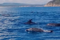 Kỳ thú đàn cá heo cả trăm con xuất hiện gần Mũi Điện 