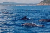 Kỳ thú đàn cá heo cả trăm con xuất hiện gần Mũi Điện 