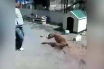 Video: Người đàn ông trả giá đắt vì trêu chó
