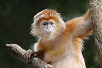 5 con giáp có chỉ số IQ rất cao, dễ dàng thăng tiến