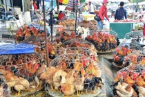 Mang bu gà ra vỉa hè cắt tiết mổ tươi, ổ dịch ngay trước cửa nhà