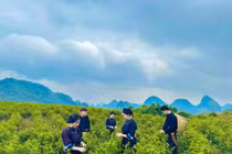 Đồi chè Lũng Sâu hấp dẫn khách du lịch