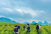 Đồi chè Lũng Sâu hấp dẫn khách du lịch