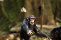 Tinh tinh Đông Phi thực sự đã bước vào thời kỳ đồ đá