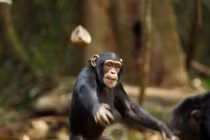 Tinh tinh Đông Phi thực sự đã bước vào thời kỳ đồ đá