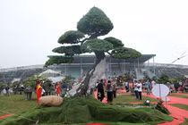 Độc đáo cây me keo “Sống như anh” có giá hơn 5 tỷ 