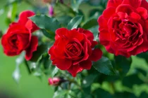 3 con giáp tự tin, sáng tạo, ở đâu cũng tỏa sáng