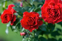 3 con giáp tự tin, sáng tạo, ở đâu cũng tỏa sáng