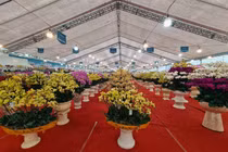 Hà Nội: “Nữ hoàng” các loại lan khuyến mãi chờ đại gia rinh về chơi Tết