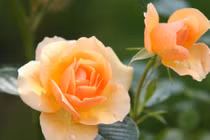 Nhâm Dần 2022, trẻ sinh tháng Âm lịch nào thông minh, tài năng nhất?