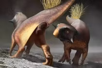 Cơ quan giao phối của khủng long là gì? 