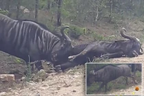 CLIP: Ra tay cứu nạn, linh dương đầu bò dùng sừng húc bay bạn