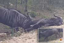 CLIP: Ra tay cứu nạn, linh dương đầu bò dùng sừng húc bay bạn
