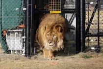 Sư tử “cô đơn nhất thế giới” trở lại tự nhiên