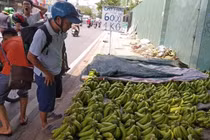 Loại quả rẻ tiền có thể chống lại "kẻ giết người lớn nhất thế giới"