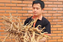 Làm mứt từ “nhân sâm người nghèo” bán “mỏi tay” ngày giáp Tết 