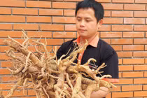 Làm mứt từ “nhân sâm người nghèo” bán “mỏi tay” ngày giáp Tết 