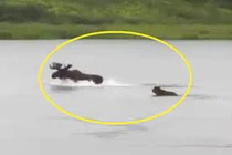 Gấu xám Bắc Mỹ truy sát nai sừng tấm dưới nước