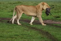 CLIP: Sư tử ‘chơi đùa’ với lợn con và cái kết bất ngờ