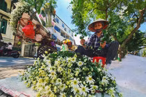 Cúc họa mi đầu mùa "hét giá" 100 nghìn/bó, dân buôn kiếm tiền triệu/ngày