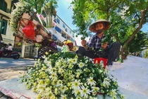 Cúc họa mi đầu mùa "hét giá" 100 nghìn/bó, dân buôn kiếm tiền triệu/ngày