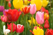 3 tháng tới, 3 con giáp bội thu, tài lộc phơi phới, mua nhà, tậu xe