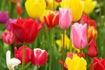 3 tháng tới, 3 con giáp bội thu, tài lộc phơi phới, mua nhà, tậu xe