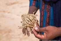 Biện pháp tránh thai kỳ lạ ở sa mạc Sahara