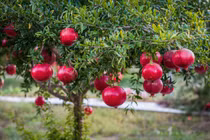 4 loại cây mang tài lộc vào nhà dịp Tết, 1 loại nên tránh xa