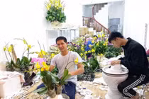 Ghép lan hồ điệp thuê ngày Tết kiếm dăm chục triệu dễ như chơi