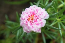 3 con giáp là quý nhân của chồng, nâng đỡ các con