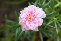 3 con giáp là quý nhân của chồng, nâng đỡ các con